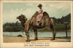Riding Animals, Camel, New York Zoological Park Postcard