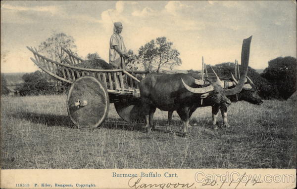 Burmese Buffalo Cart Myanmar Southeast Asia