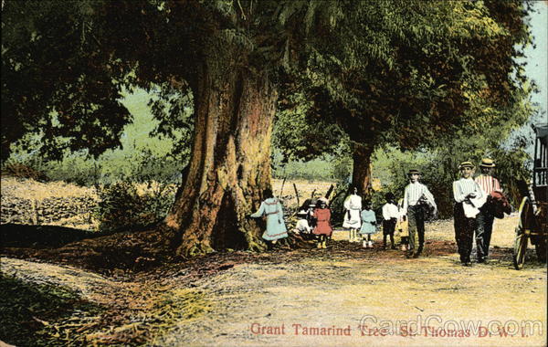 Giant Tamarind Tree St. Thomas Dutch West Indies Caribbean Islands
