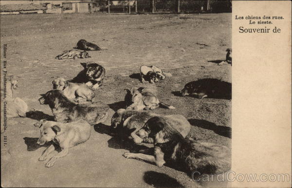 Street Dogs Taking a Nap
