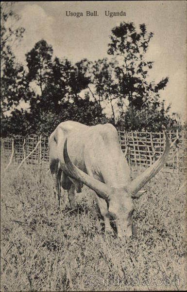 Usoga Bull Uganda Africa
