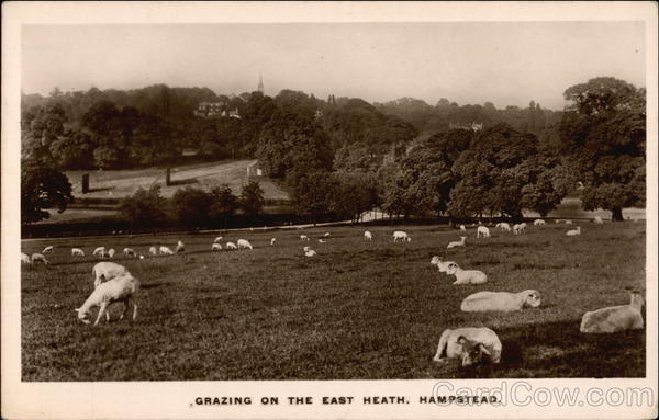Grazing on the East Heath Hampstead United Kingdom