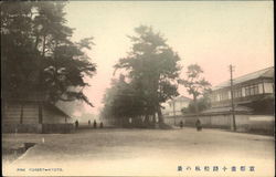 Pine Forest Postcard