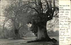 Stock #344991 Thumbnail