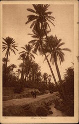 Dams L'oasis Postcard