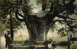 Old Elm Tree Waltham Abbey, England Postcard Postcard