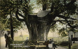 Old Elm Tree Postcard