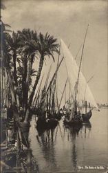 The Banks of the Nile Postcard