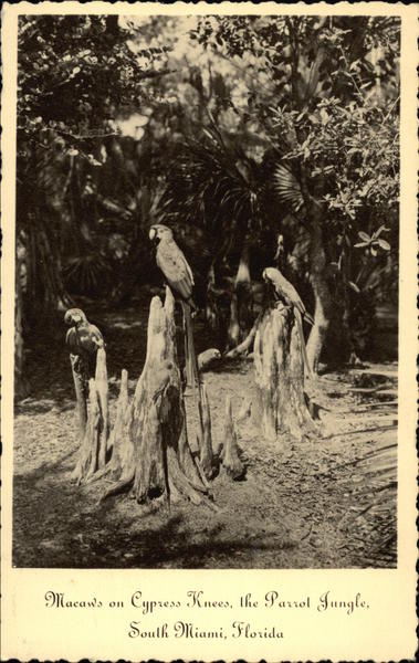 Macaws on Cypress Knees at the Parrot Jungle South Miami Florida
