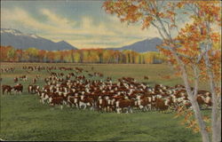 Cattle on the Range in the Southwest Cows & Cattle Postcard Postcard