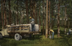Turpentine Farming near Valdosta, Ga Postcard