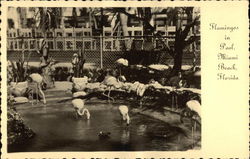 Flamingos in the Pool at Roney Plaza Postcard