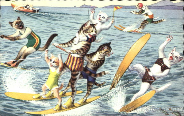 Water Skiing Cats and Kittens