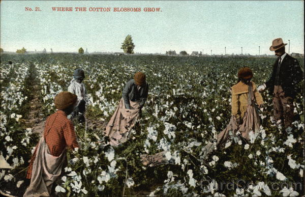 Where the Cotton Blossoms Grow Black Americana