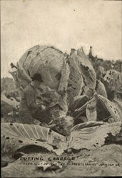 Cutting Cabbage Postcard