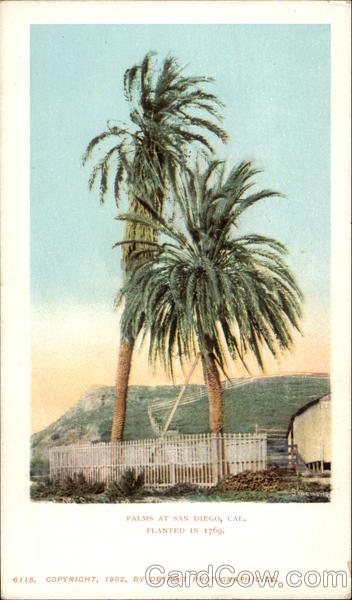 Palms - Planted in 1769 San Diego California