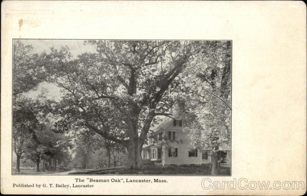 The Beaman Oak Lancaster Massachusetts