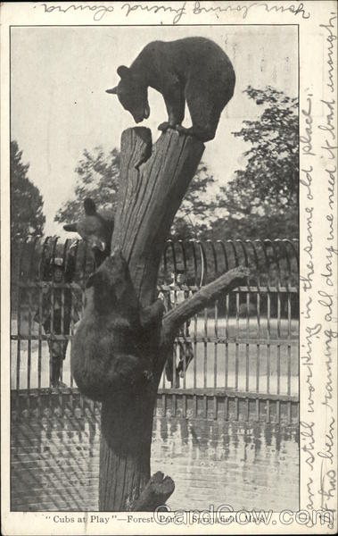 Cubs at Play - Forest Park Springfield Massachusetts