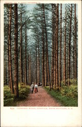 Cathedral Woods in White Mountains Postcard