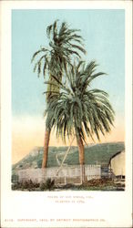 Palms - Planted in 1769 San Diego, CA Postcard Postcard