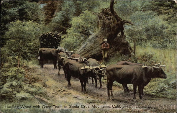 Hauling Wood with Oxen Team in Santa Cruz Mountains California