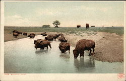 Buffalo at Water Postcard