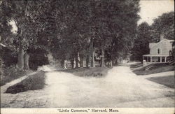 Little Common Postcard