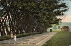 Willows Greenfield Meadows Postcard