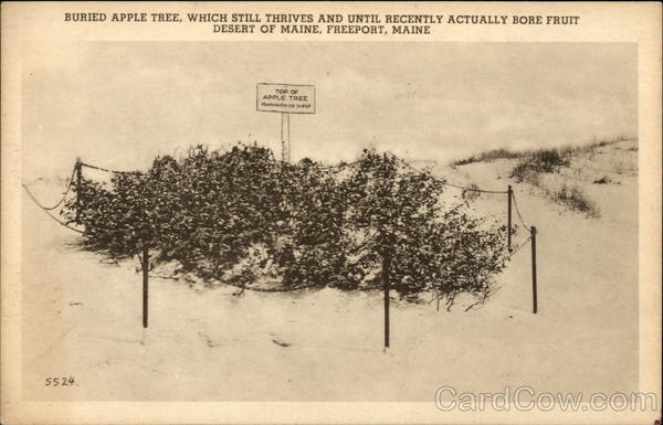 Buried Apple Tree Freeport Maine