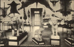 Center View of Animals, Morse Museum Warren, NH Postcard Postcard