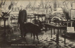 African Gerenuk and Sititunga at the Morse Museum Postcard
