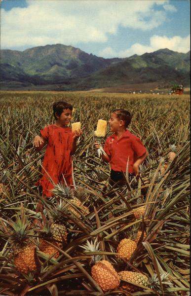 Field Ripe Pineapples Hawaii