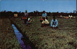 Cranberry Harvesting Postcard
