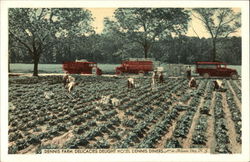 Hotel Dennis - Dennis Farm Postcard