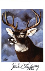 Whitetail Buck, Jack Lashway Postcard