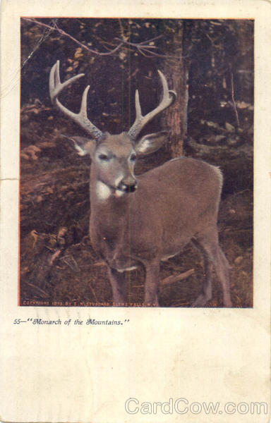 Monarch Of The Mountains Deer