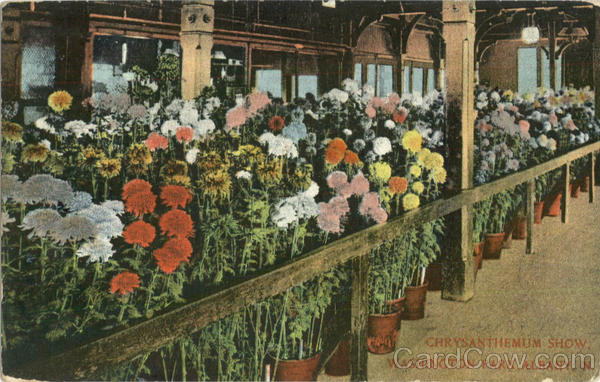 Chrysanthemum Show, Washington Park Albany New York