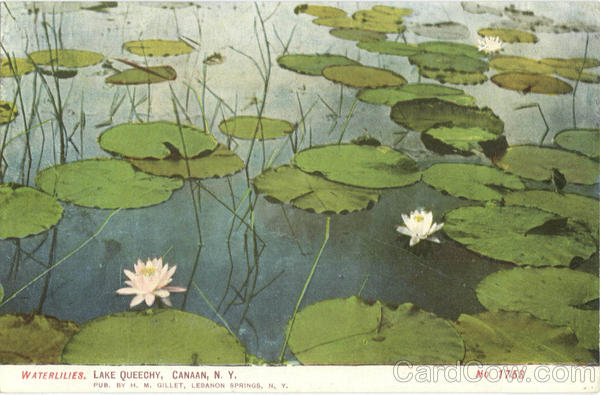 Waterlilies, Lake Queechy Canaan New York