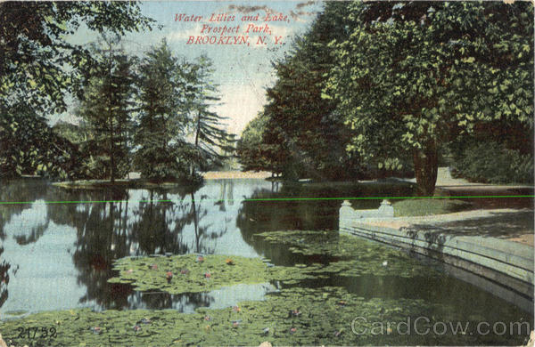Water Lilies And Lake, Prospect Park Brooklyn New York