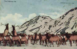 The Fighting Elk Jackson, WY Postcard Postcard