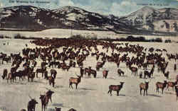 Elk Waiting For Breakfast Jackson, WY Postcard Postcard