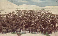 Elk Feeding Postcard