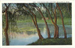 Thru The Willows City Park Walla Walla, WA Postcard Postcard