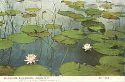 Waterlilies, Lake Queechy Canaan, NY Postcard Postcard