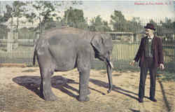 Elephant At Zoo Postcard