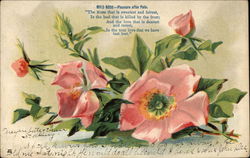Wild Rose - Pleasure After Pain Flowers Postcard Postcard