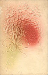 Two Pink Carnations Flowers Postcard Postcard