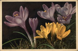 Purple and Yellow Crocus Postcard
