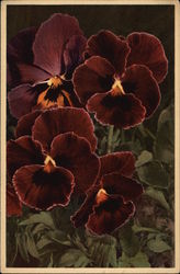 Tricolor Violets Flowers Postcard Postcard