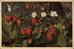 Wild Strawberries, With Blossoms, Leaves, and Fruit Postcard